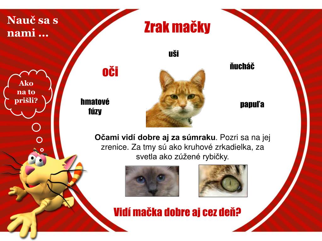 PPT - Mačka domáca PowerPoint Presentation, free download - ID:3033789