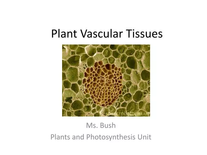 PPT Plant Vascular Tissues PowerPoint Presentation, free download