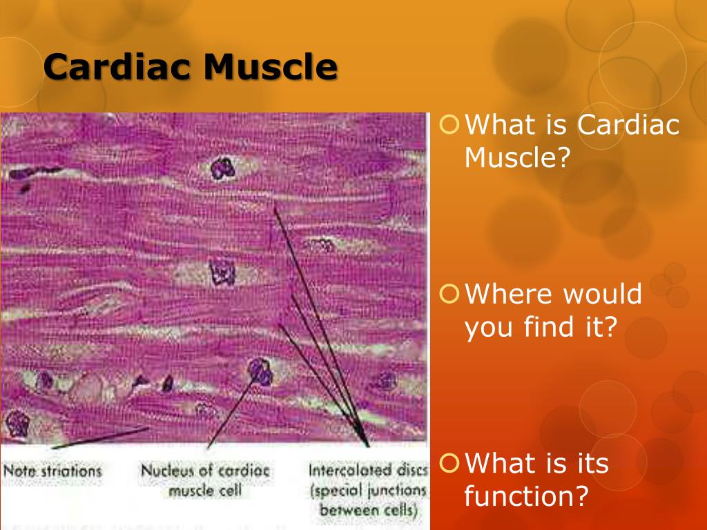 PPT - Epithelial,Connective,Muscle and Nervous Tissues PowerPoint