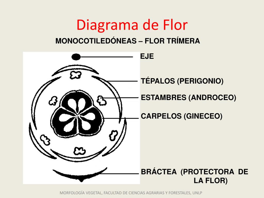 PPT - Diagrama de Flor PowerPoint Presentation, free download - ID:3034869