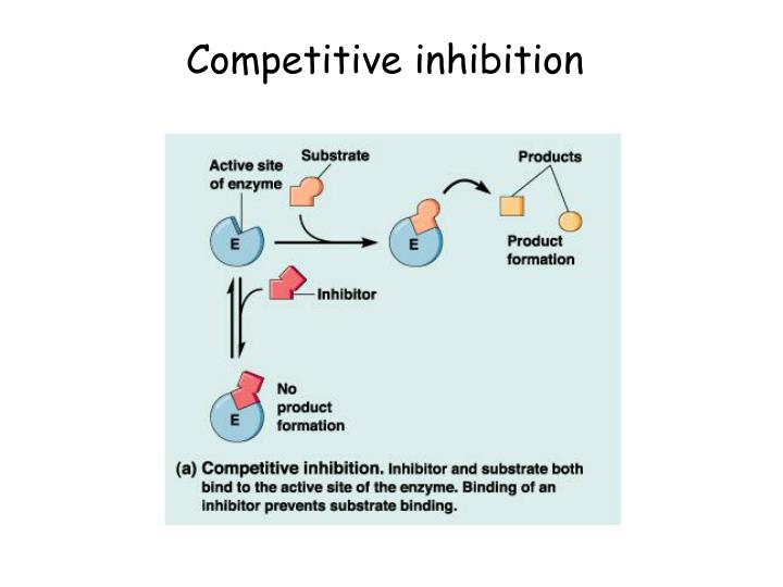 PPT Km Measure of binding affinity (roughly) The lower the Km, the