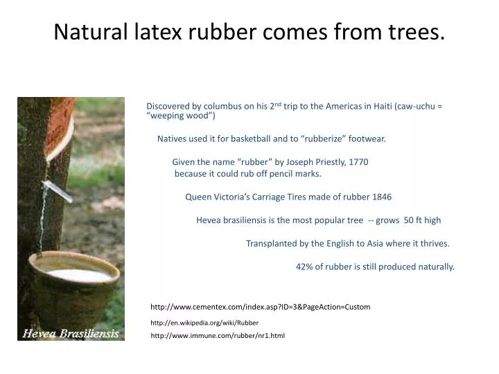 PPT - Natural latex rubber comes from trees. PowerPoint Presentation 