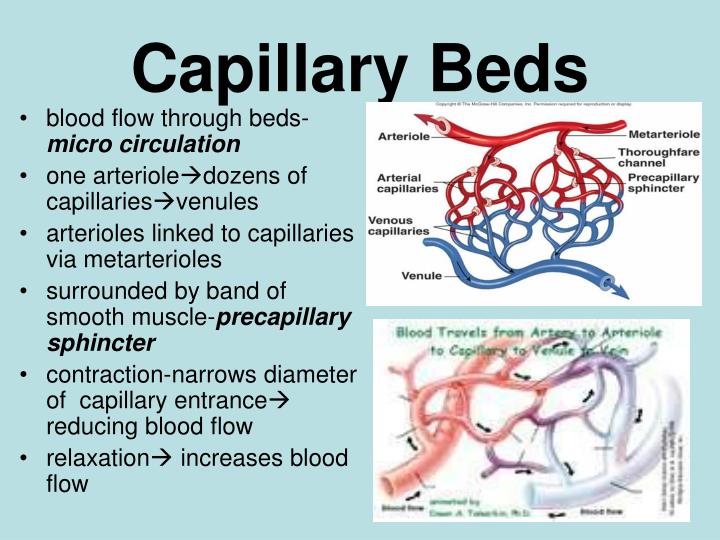 PPT - Blood Vessels PowerPoint Presentation - ID:3036291