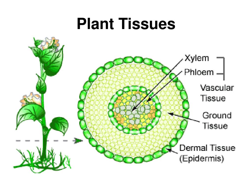 assignment on the topic plant tissue