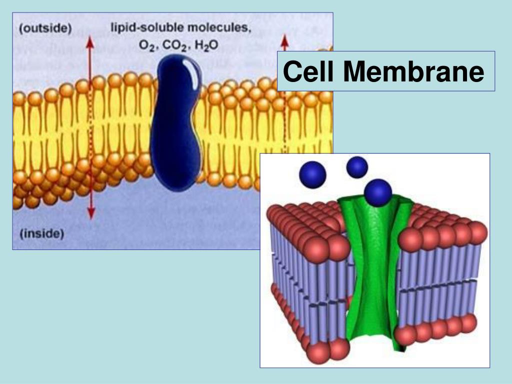 cell membrane na k 3d cell membrane na k 3d