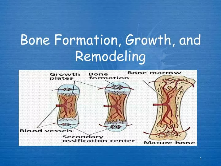 Bone Formation, Growth, and Remodeling PowerPoint Presentation ... Biology Diagrams