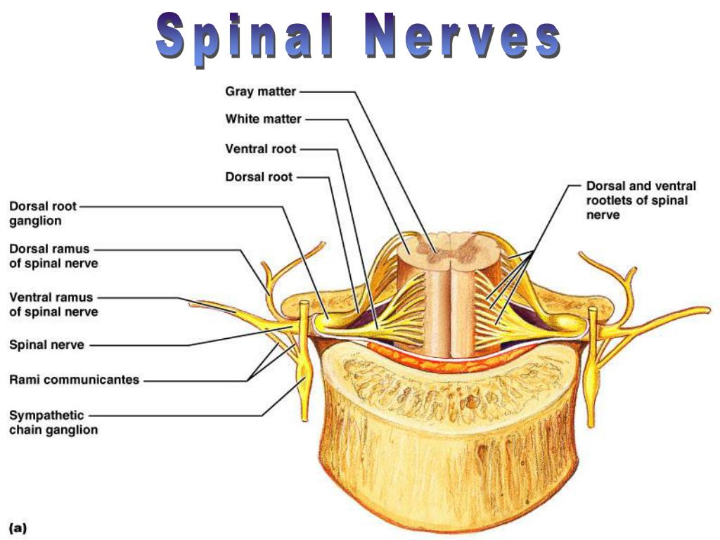 PPT - Spinal Cord PowerPoint Presentation, free download - ID:3036871