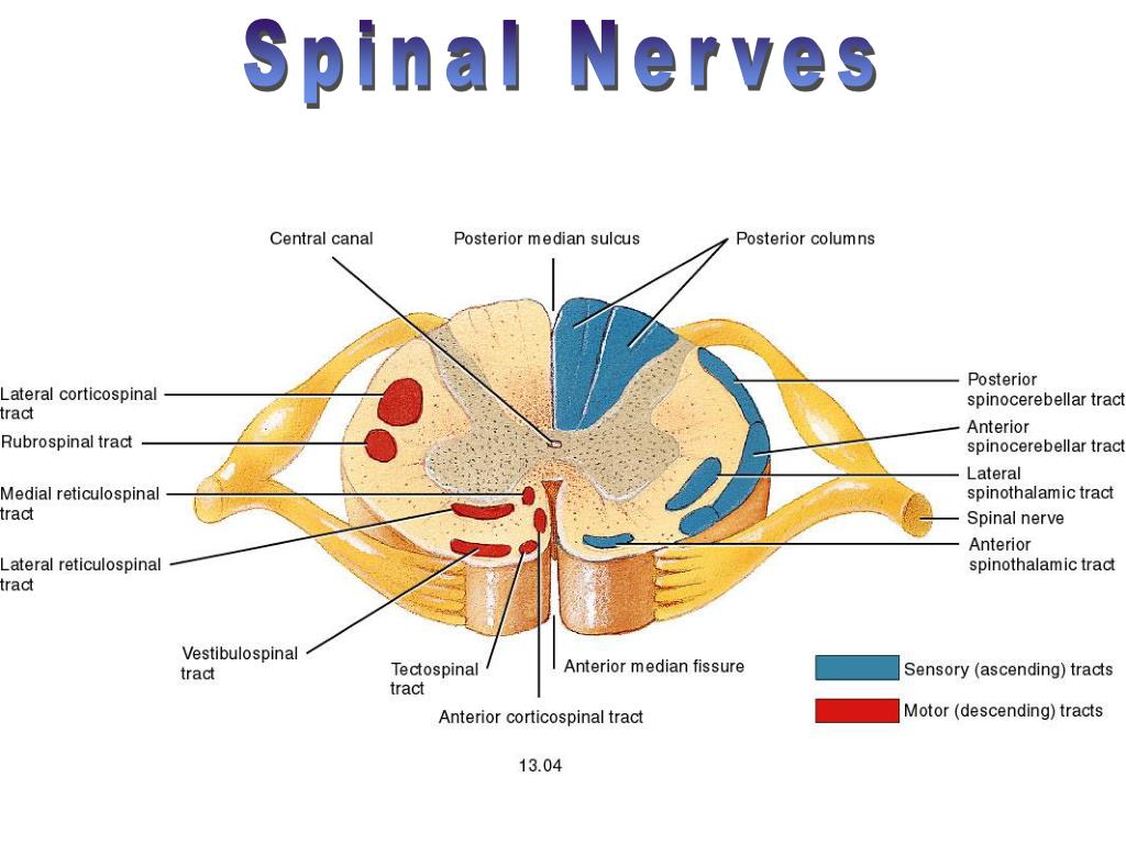 PPT - Spinal Cord PowerPoint Presentation, free download - ID:3036871