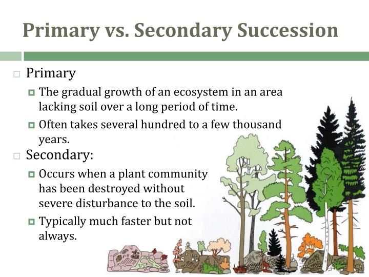 primary and secondary succession