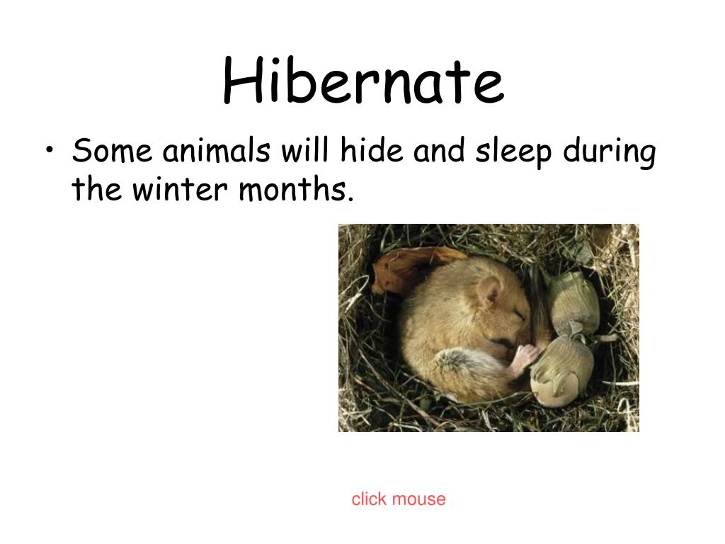 do birds hibernate during winter do birds hibernate during winter
