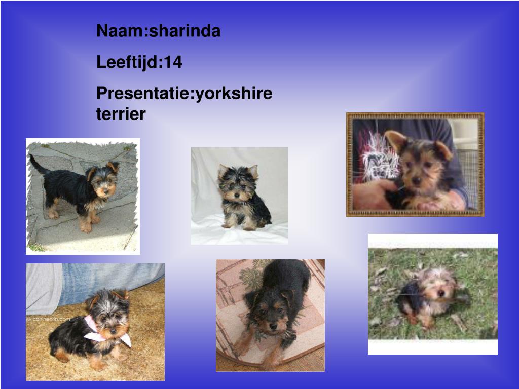 PPT - Naam:sharinda Leeftijd:14 Presentatie:yorkshire terrier