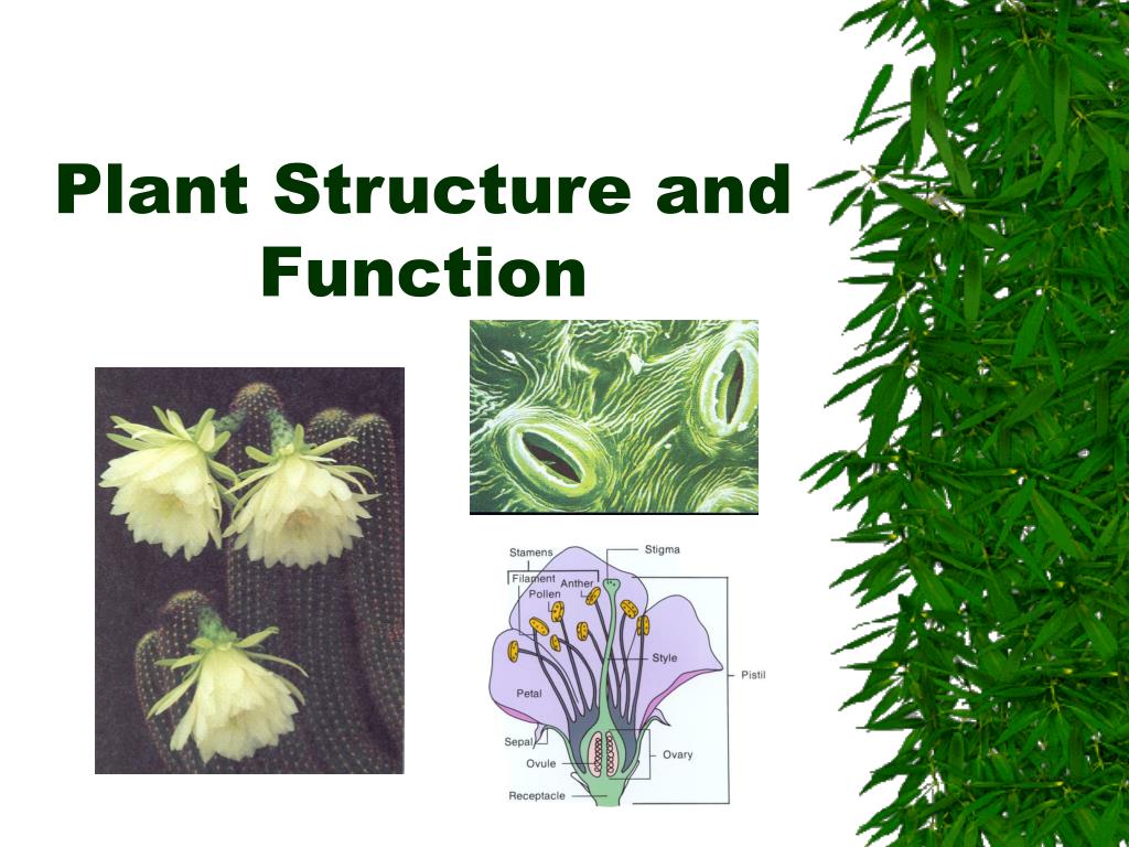 Plant structure. Пашелистик функции. Функции одигодендроглии. Plant planning structure.