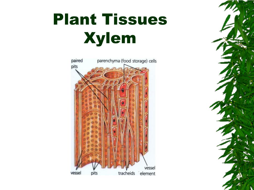 Plant tissues. Ткани растений Ксилема флоэма. Строение стебля Ксилема и флоэма. Ксилема и флоэма у растений. Ксилема это мёртвая флоэма.