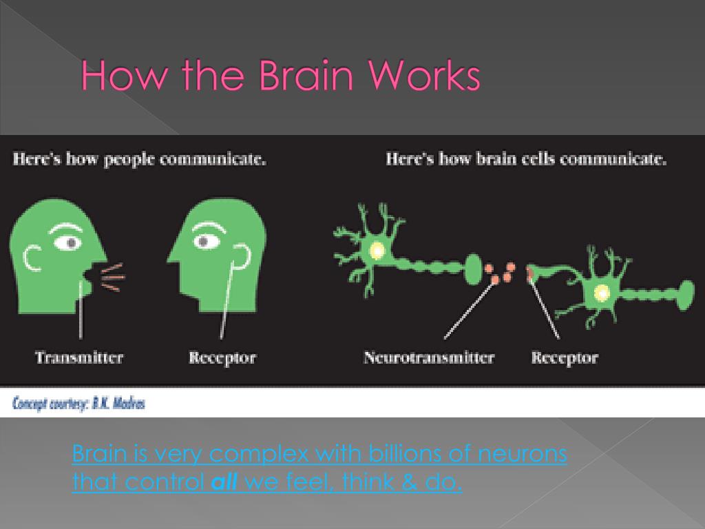 PPT - The Teenage Brain and Substance Abuse PowerPoint Presentation ...