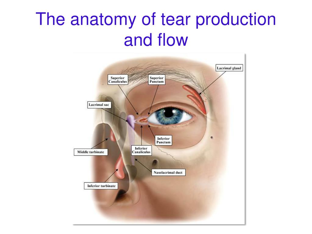 Ppt The Watering Eye Powerpoint Presentation Free Download Id3040220 7286