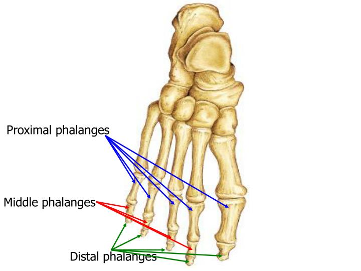 PPT - Ankle and Foot Joint PowerPoint Presentation - ID:3040918