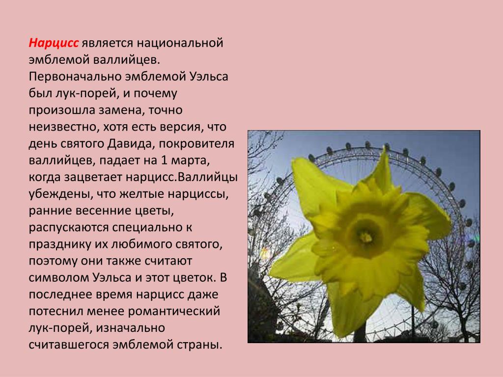 Daffodil symbol