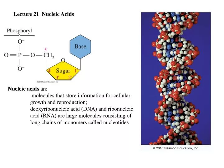a description of how dna and rna have been a great source of information for every individual The copying of the dna information into another molecule rna polymerase reads the dna and makes the rna copy called after transcription has been. a description of how dna and rna have been a great source of information for every individual The copying of the dna information into another molecule rna polymerase reads the dna and makes the rna copy called after transcription has been.