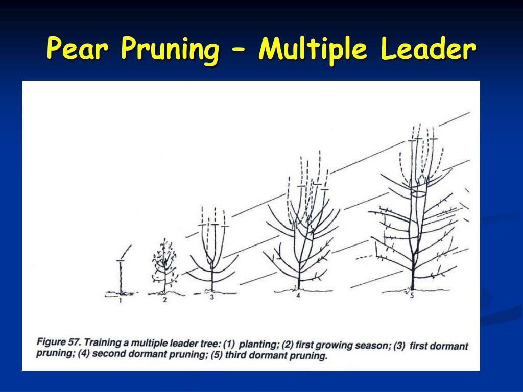 pruning pear trees download