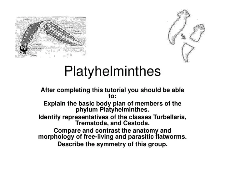 Ppt phylum platyhelminthes fonálférgek Phylum aschelminthes karakterek.