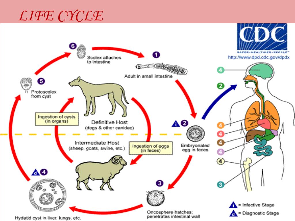 Можно ли считать человека промежуточным хозяином аскариды. Echinococcus granulosus жизненный цикл. Эхинококк жизненный цикл. Альвеококк жизненный цикл. Жизненный цикл эхинококка схема.