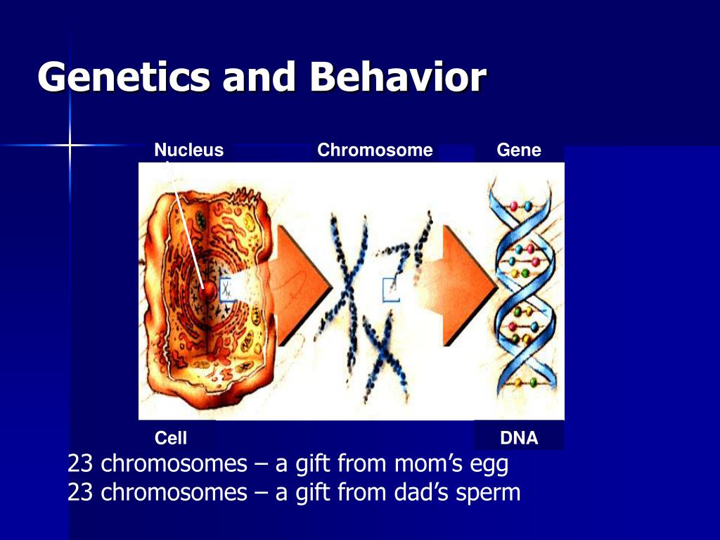 Ppt Behavior Genetics And Evolutionary Psychology