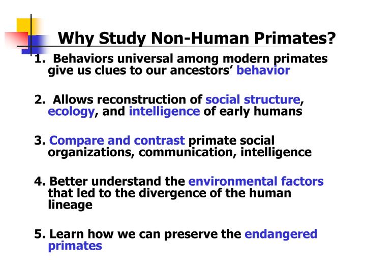 do non human primates have culture Do non human primate species have culture ex of japanese macaque monkey new from anth 1001 at lsu. do non human primates have culture Do non human primate species have culture ex of japanese macaque monkey new from anth 1001 at lsu.