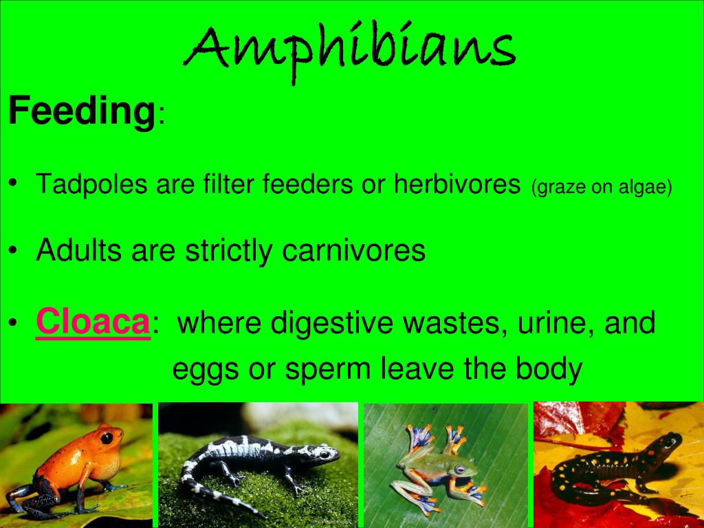 PPT - Amphibians PowerPoint Presentation, free download ...