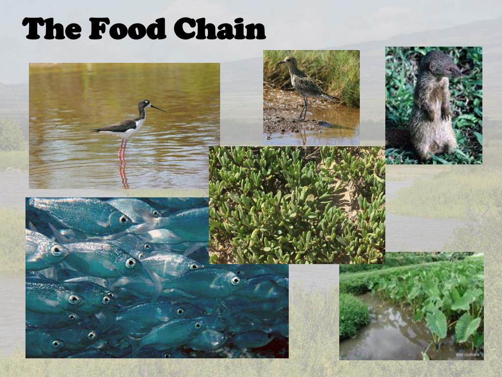 Introduction to Wetlands โHawaiโiโs Wetland Ecosystems ... Biology Diagrams
