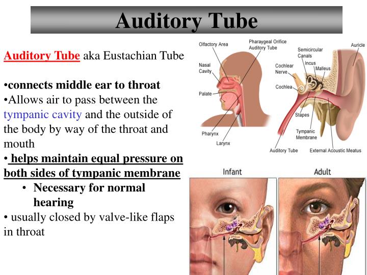auditory tube auditory tube