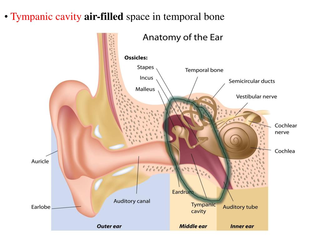 PPT - Sponge: Set up Cornell Notes on pg. 59 Topic: 12.5: Middle Ear ...