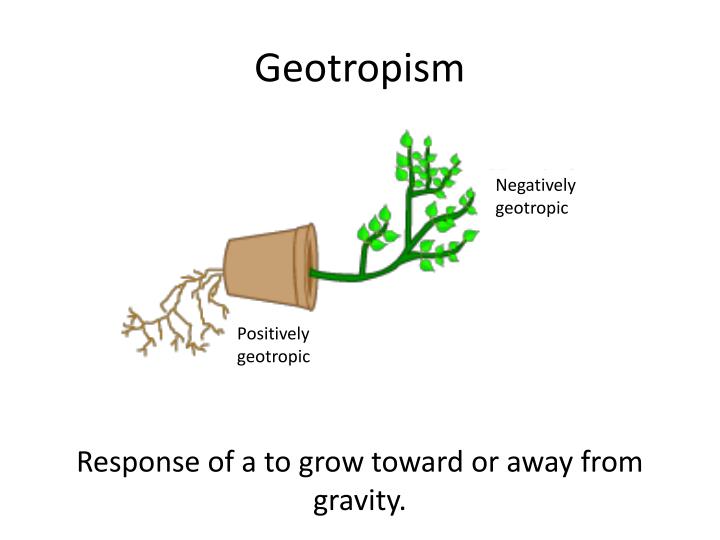 PPT - Geotropism PowerPoint Presentation - ID:3043851