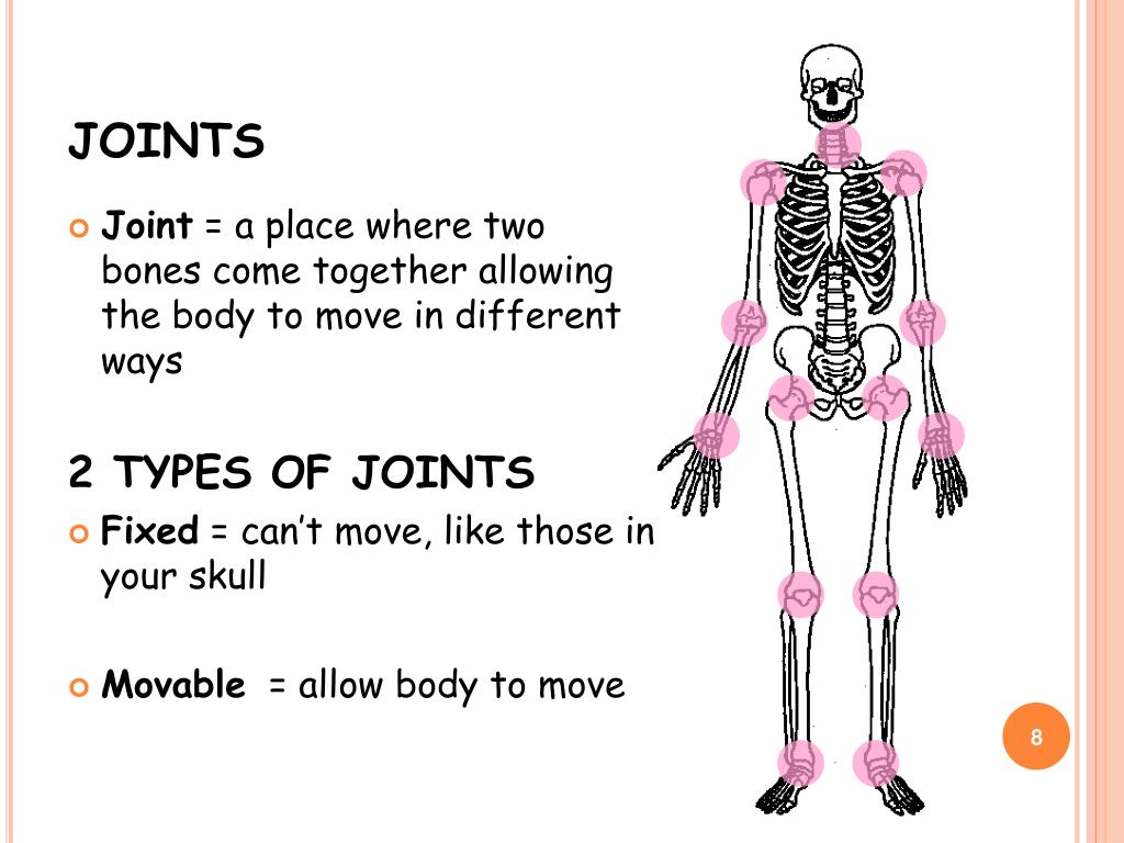 Ppt The Skeletal System Powerpoint Presentation Free Download Id3044403 9209
