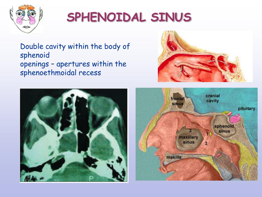 PPT NASAL CAVITY PARANASAL SINUSES PowerPoint Presentation, free