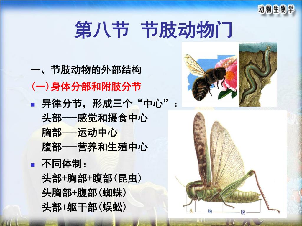 Ppt 第八节节肢动物门powerpoint Presentation Free Download Id Ppt 第八节节肢动物门powerpoint Presentation Free Download Id