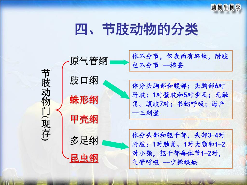 Ppt 第八节节肢动物门powerpoint Presentation Free Download Id