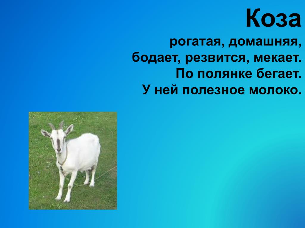 Козочка на небе 7 букв. Сообщение о козе. Тема сообщения коза. Загадка про козу.