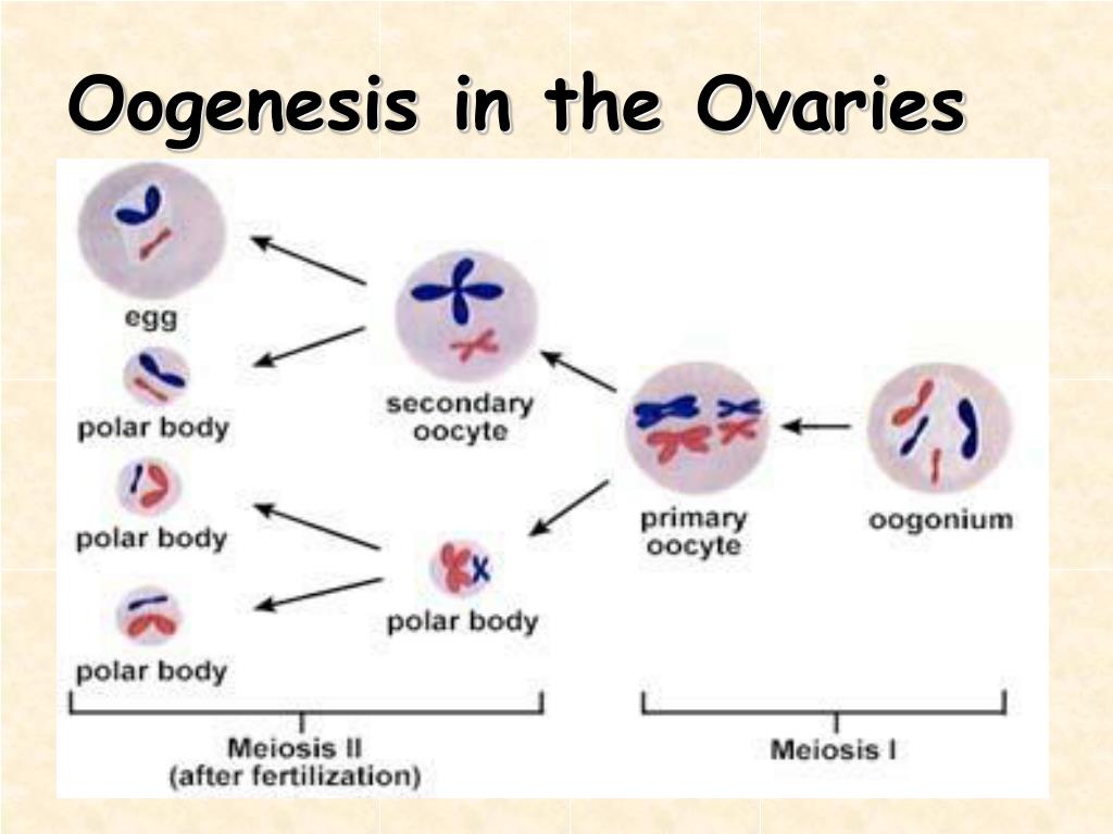 Hot Naked Pics - Sperm and oocytes haploid Porn Pix Bubble sex orgy