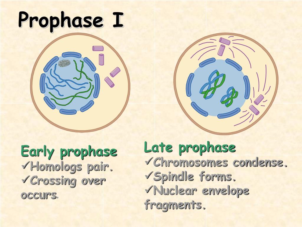 crossing over prophase 1 crossing over prophase 1