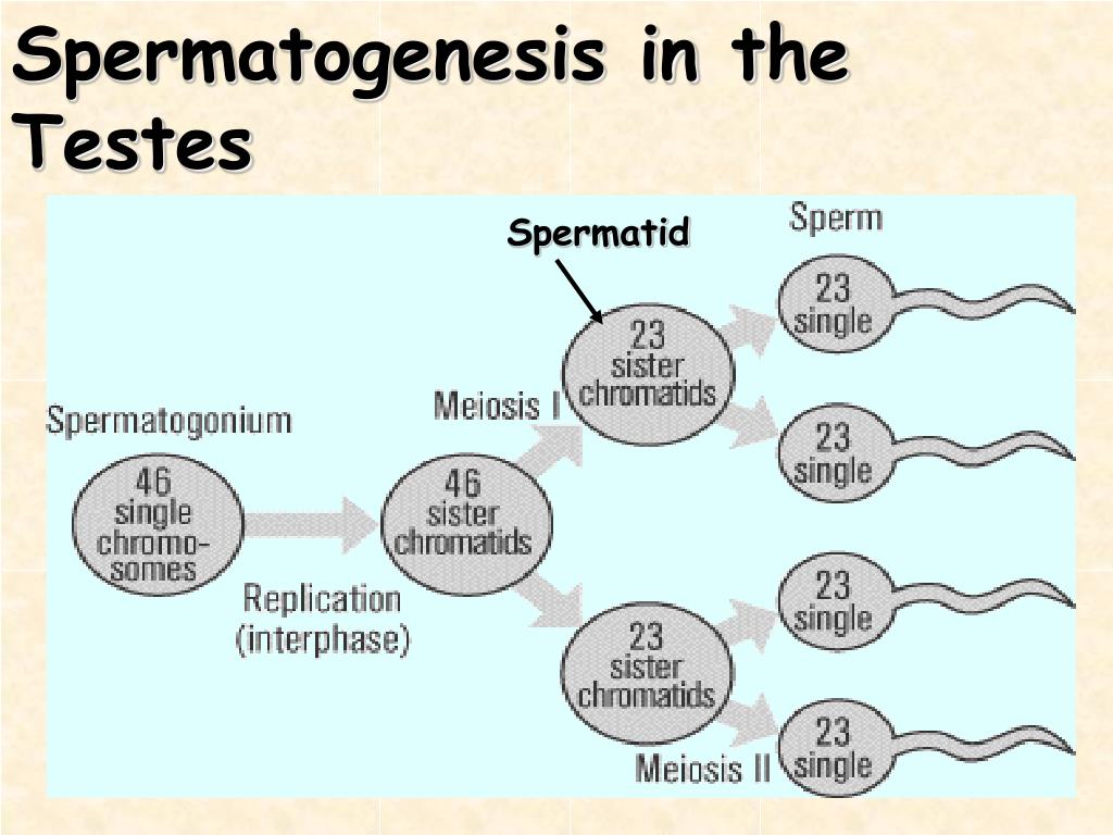 PPT Meiosis Formation of Gametes (Eggs & Sperm) PowerPoint