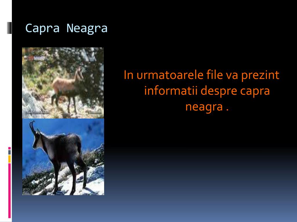 PPT - Capra Neagra PowerPoint Presentation, free download - ID:3049791