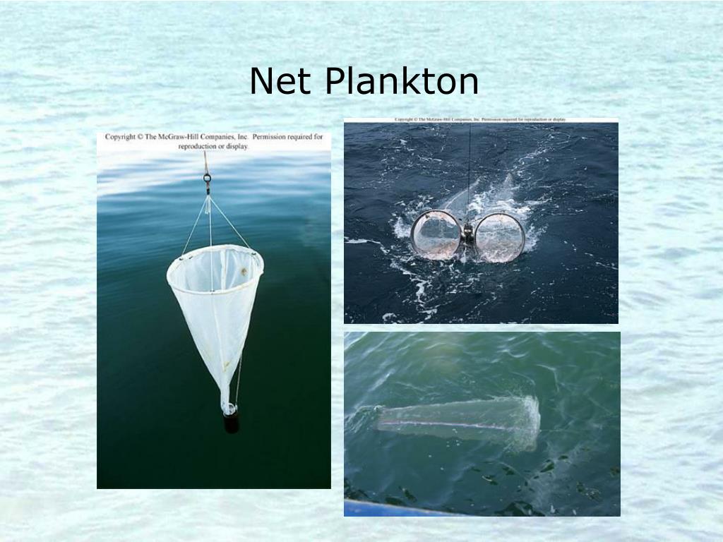 PPT - Plankton PowerPoint Presentation, free download - ID:3050148