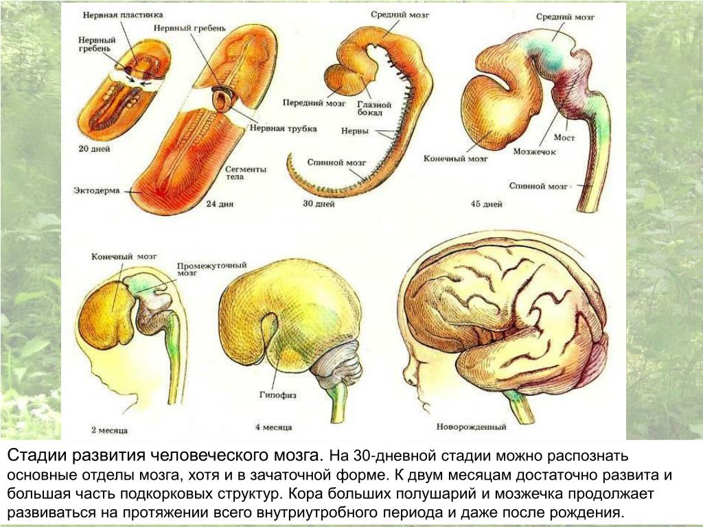 Внутриутробное недоразвитие головного мозга. Эмбриогенез головного мозга схема. Схема развития головного мозга человека фронтальный разрез. Этапы развития головного мозга в эмбриогенезе человека. Схема развития головного мозга в онтогенезе.