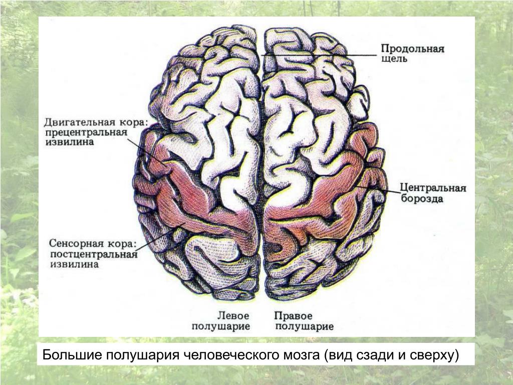 Виды мозга. Мозг вид сзади. Мозг вид сверху и сбоку. Проект типа мозги. Мозг вид сзади левое правое.