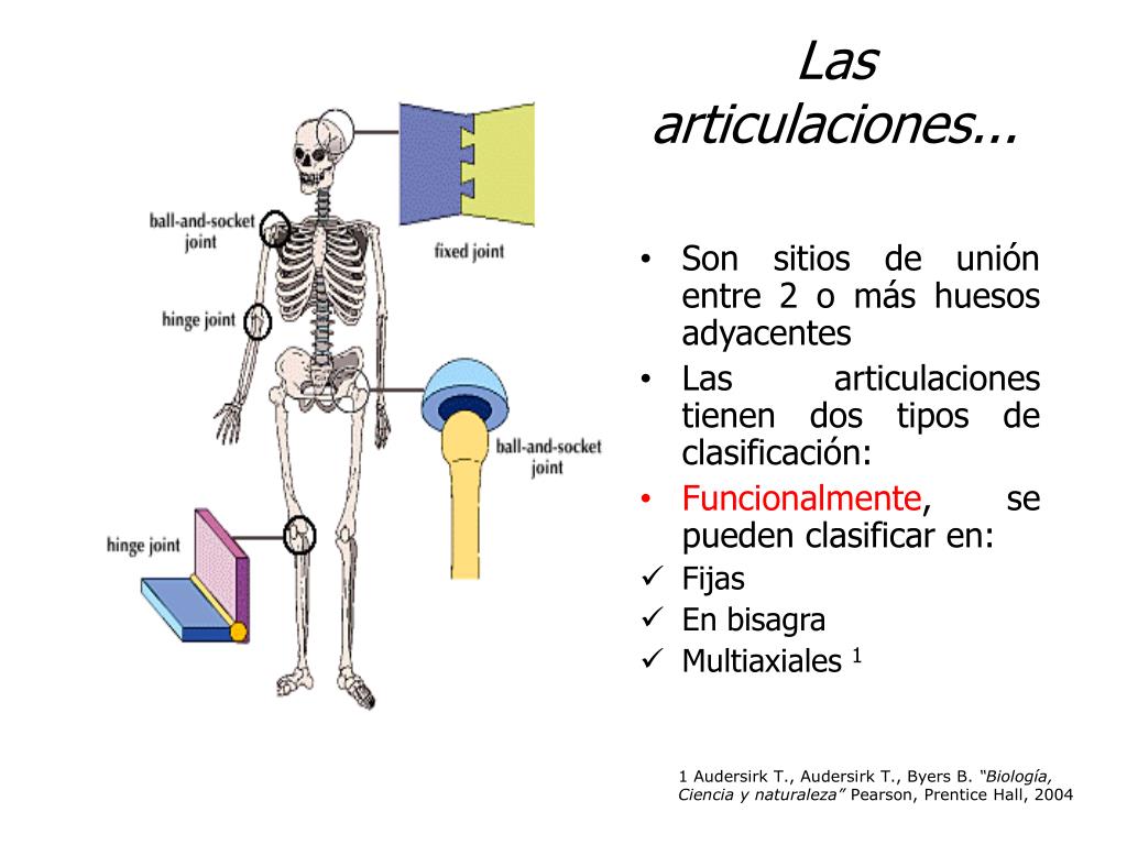 Ppt Sistema MÚsculo EsquelÉtico Articulaciones Powerpoint Presentation Id3052332 7613