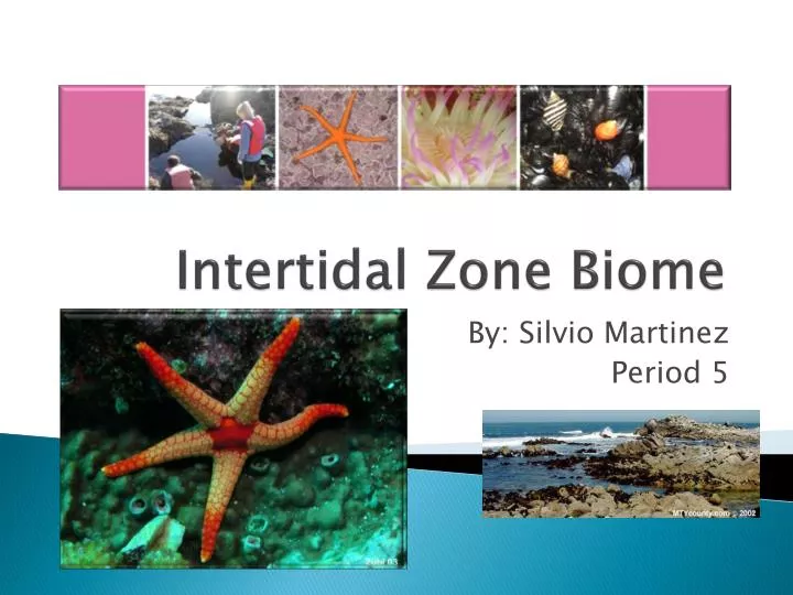 PPT - Intertidal Zone Biome PowerPoint Presentation, free download - ID:3052583 PPT - Intertidal Zone Biome PowerPoint Presentation, free download - ID:3052583