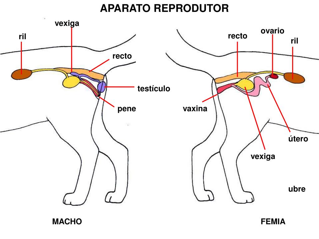 PPT - gato (Felis silvestris catus ) gato cat chat gato PowerPoint