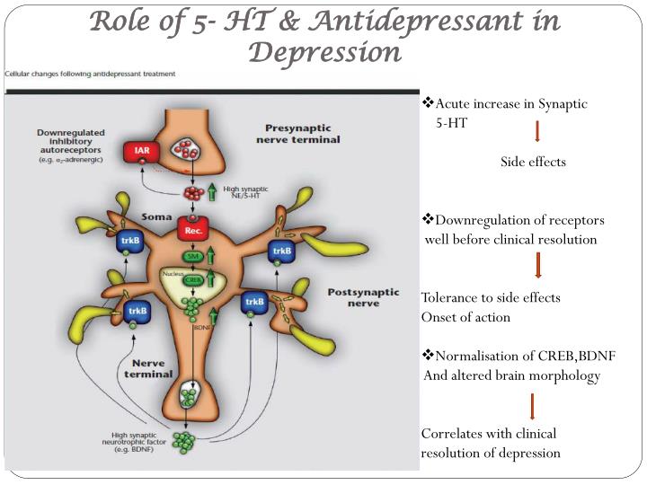 PPT - ANTIDEPRESSANTS - PHARMACODYNAMICS PowerPoint 