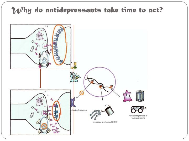 PPT - ANTIDEPRESSANTS - PHARMACODYNAMICS PowerPoint 