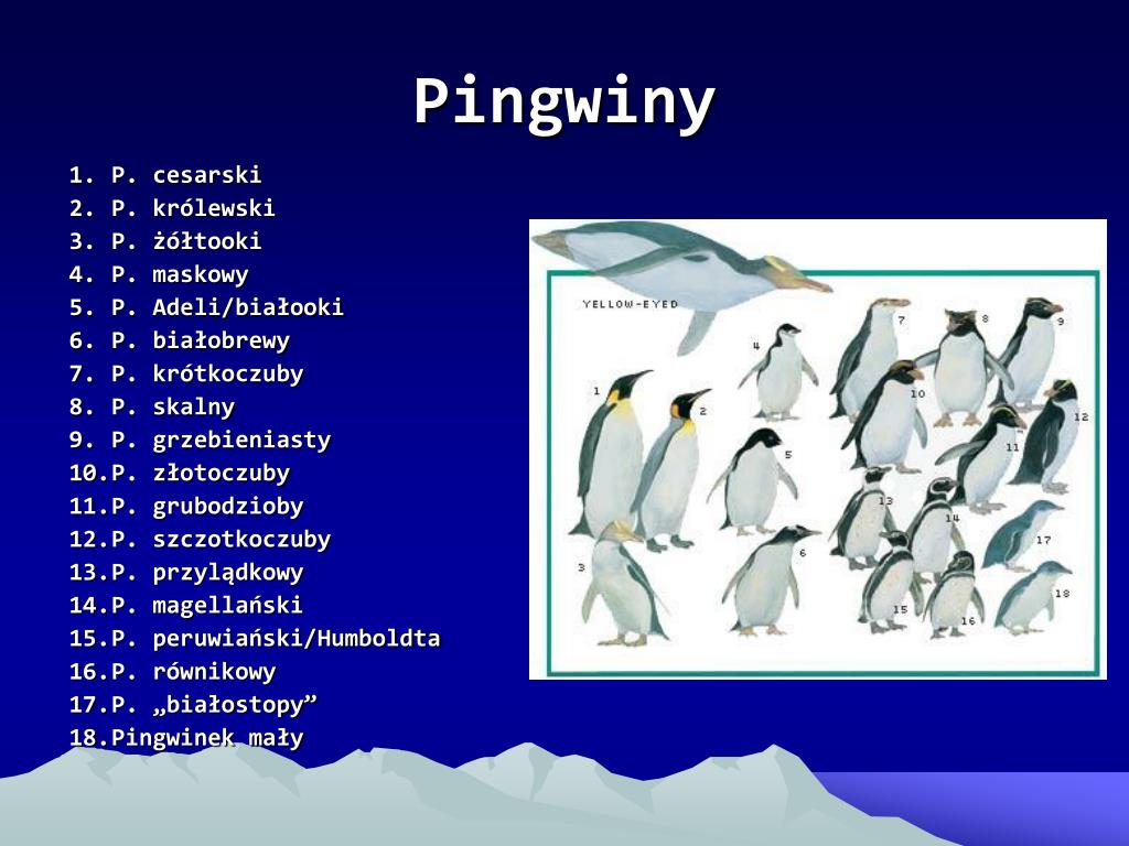 Pingwiny Sprawdzian Kl 2 Chomikuj